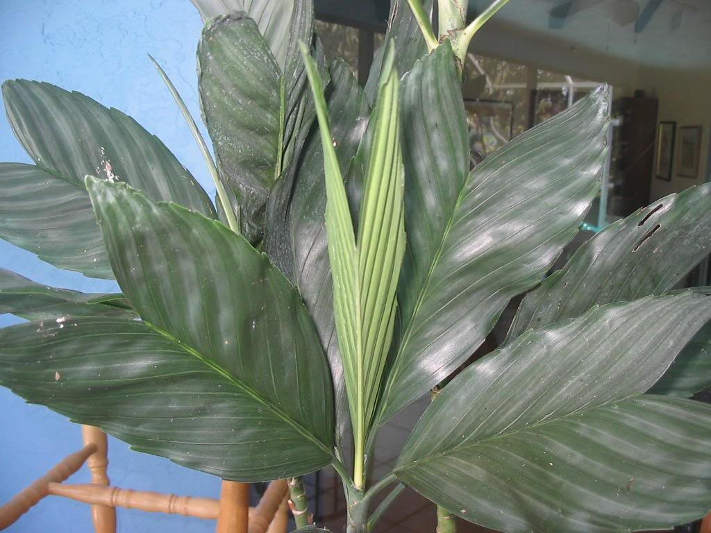 Chamaedorea Metallica